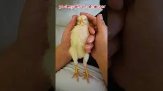 Pollito durmiendo 🐥 #gallos #mascotas #funnyshorts