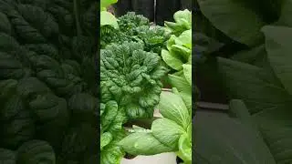 Green Vegetables at Han's Green Family Garden #shorts #dailyshorts #sayuran #hidroponik #organic