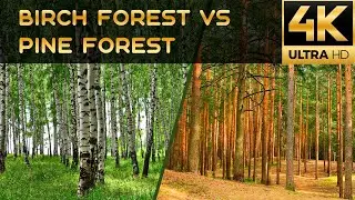4K Ultra HD 60fps. Birch forest vs pine forest. Березовый лес и сосновый лес.