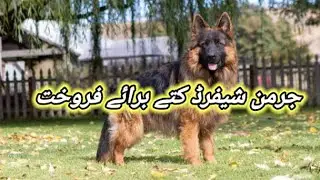 German Shepherd Dog Available For Sale In Pakistan | German Shepherd |