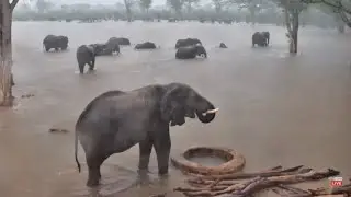 Ellies enjoying the water in the rain at Elephant Pan Live - Botswana - africam.com
