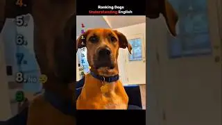 Ranking Dogs Understanding English