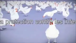 Lutte contre la Bronchite Infectieuse