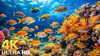 The Best 4K Aquarium - Explore the Underwater World and Beautiful Coral Reef Fish for Deep Sleep #32