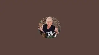 Guinea Pig Adoptions Live