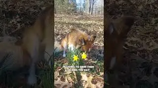 My rescue dog is springing into Spring! #dogvideos #pomchi #dog #rescuedog #pets #cute #cutedog