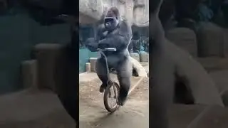 Gorilla's new skill: Unicycle balancing challenge. #gorilla #unbelievably #zoo #fyp
