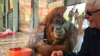 Orangutan interaction with Human - Look at his Facial Expression they look so close to human species