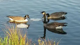 Canada Geese exploring and foraging in the pond