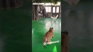 Terrified Tiger Is Chased Off By Angry Goose