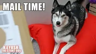 Husky Unboxes Gift From Subscriber! | Mail Time