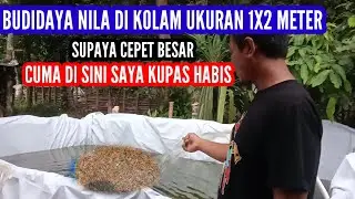 supaya nila cepet besar d kolam 1x2 meter...penuhi persyaratan ini