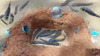 Creative Boys Make Easy PVC Pipe Deep Hole  Fish Trap To Catch a Lot of Fish-Awesome Fishing Videos