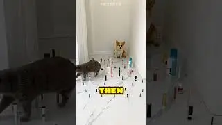 Никто не ожидал такой концовки 🐶🐱 #шорты