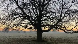 Winter walk at Osterley park
