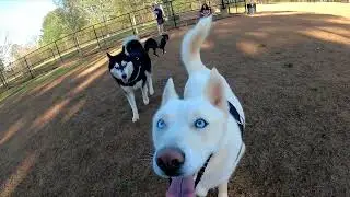 Spring has Sprung ahead of schedule in dog park