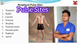 pulse sites on the human body || pulse sites ||pulse sites and locations