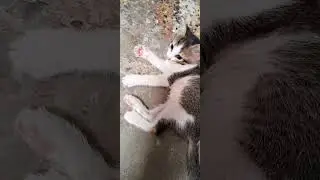 Cute Furballs 😍