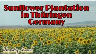 One of the Biggest Sunflower Farm in Th&uuml;ringen, Germany | @liebemarge10