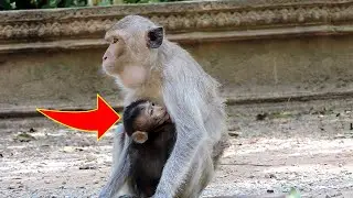 Ally monkeys try to got milk its cute monkeys #cute #monkey