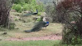 Beautiful peacock sound | Birds sound | Bird watching