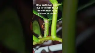 Must Try Natural Pest Control - Ladybugs destroy Mealybugs in Greenhouse Cabinet
