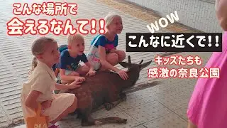 キッズたちも感激の日本 奈良の鹿さんと会うと幸せになる nara park japan 9/17日【奈良公園】