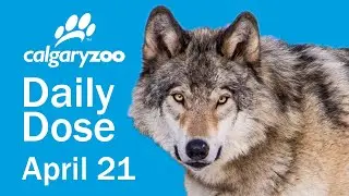 Your Daily Dose: Grey wolves