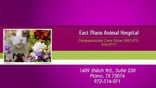 East Plano Animal Hospital REVIEWS - Plano, TX Review