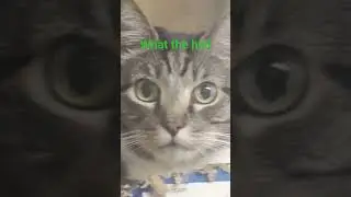 new meme! #funny