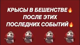 ❗️❗️КРЫСЫ В БЕШЕНСТВЕ ПОСЛЕ ЭТИХ ПОСЛЕДНИХ СОБЫТИЙ❗️❗️#strunatarot      #таро  #враги   #tarot
