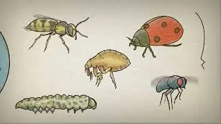 What is an insect?