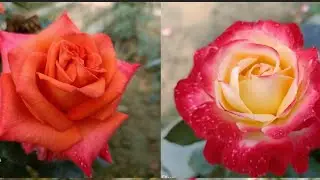 About Rose. Bronze star, Rangautsav, Lily the Pink,Princesse De Monaco, Northern Light...