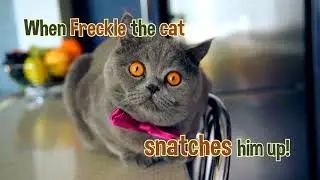 The Amazing (and Accurate) Adventures of Chester Chipmunk by Lily Beth Linders