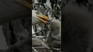 Feed Me!!! Eaglet Gets Feed By Mom 🦅❤️