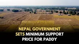 Nepal Government Sets Minimum Support Price for Paddy #NtvWorld #nepal #psbnepal #NTV