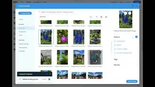 How do I download all media from Wix?