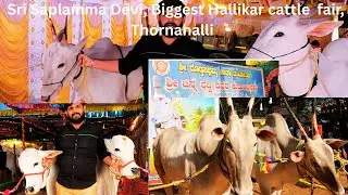 E P 4 Sri Saplamma Devi, Biggest Hallikar cattle  fair, Thornahalli 2026