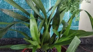 VAMOS APRENDER A FAZER O TRANSPLANTE  DA ORQUÍDEA ONCIDIUM CHOCOLATE SEM ELA SENTI 🙋😄❤️🙏🥰😘...
