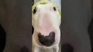Dog with watermelon hat funny