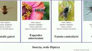 Insecta, ordo Diptera tipula vestiplex lunatipula phylidorea maxima elegans destructor japonica