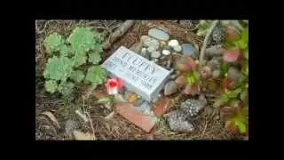 Rare - San Francisco Military Pet Cemetery - U.S. Presidio Army  Base