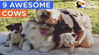 Cows Acting Like Dogs & More | Cows Are Awesome Compilation | The Dodo Best Of
