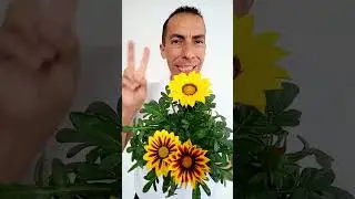 3 bondades de la planta GAZANIA #jardineriayplantas