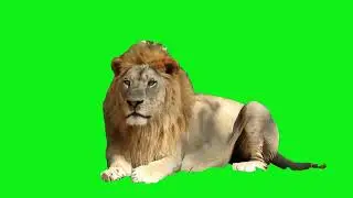free green screen lion king sleep video #greenscreen #freegreenscreen #greenscreenanimal #lionking