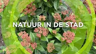 Natuur in de stad