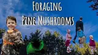 Foraging Edible Mushrooms In Australia EP12 Autumn Mushrooms With The Family