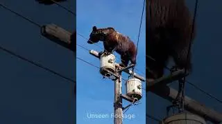 Bear in Danger at Electrical Pole #youtubeshorts #shorts #shortvideo #short #shortsvideo #shortsfeed