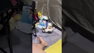 cat came inside my tent