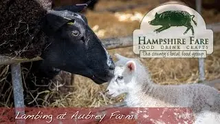 Out There with Hampshire Fare - Lambing at Aubrey Farm, Keyhaven